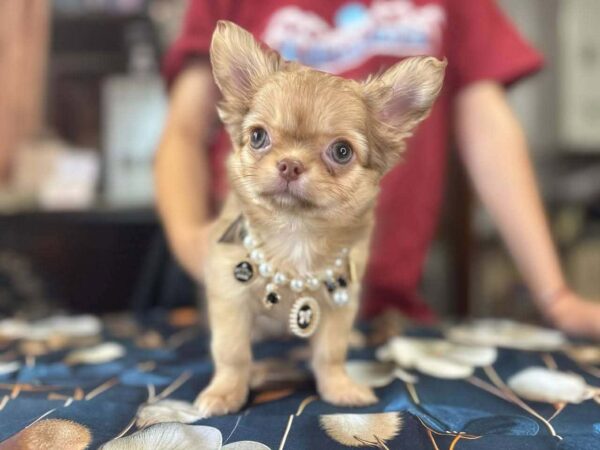 Rosalia Chihuahua Rosalia Chihuahua