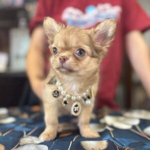 Rosalia Chihuahua Rosalia Chihuahua