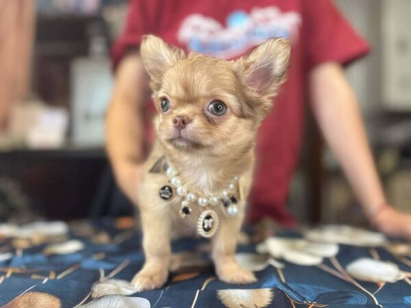 Rosalia Chihuahua Rosalia Chihuahua