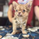 Rosalie-female-Chihuahua-puppy-for sale-3