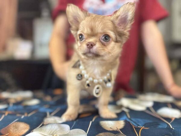 Rosalia Chihuahua Rosalia Chihuahua