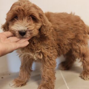 Roscoe Goldendoodle Roscoe Goldendoodle