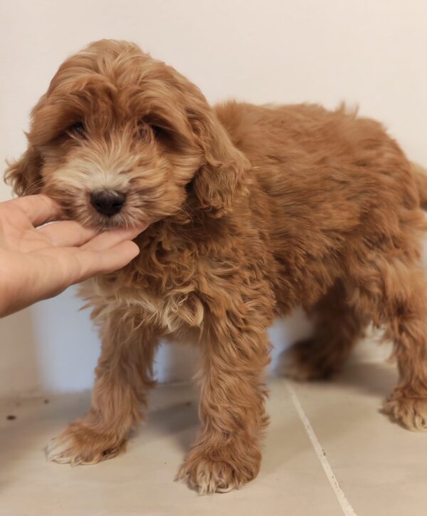 Roscoe Goldendoodle Roscoe Goldendoodle