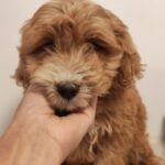 Roscoe-male-Goldendoodle-puppy-for-sale (2)