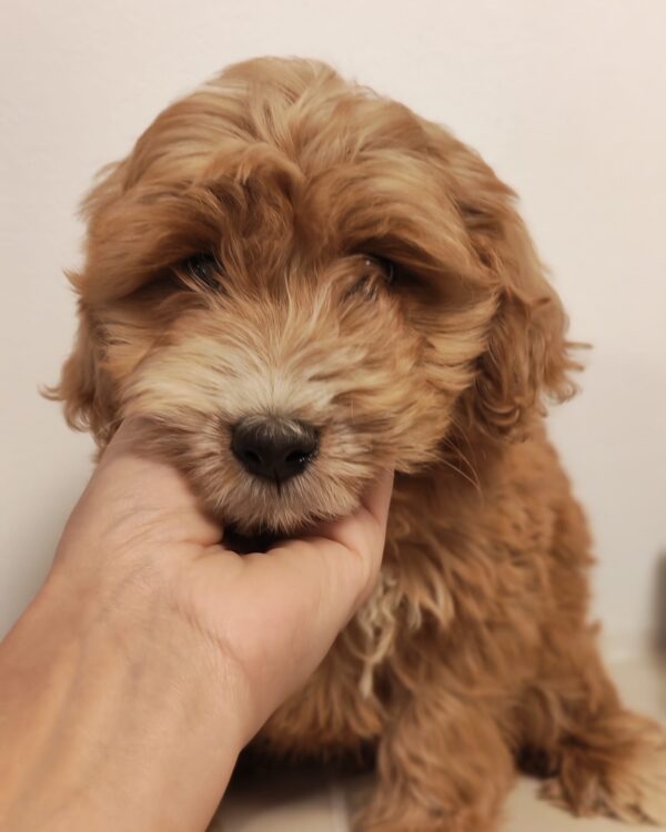Roscoe Goldendoodle Roscoe Goldendoodle
