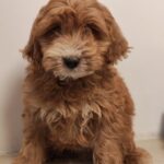 Roscoe-male-Goldendoodle-puppy-for-sale (3)