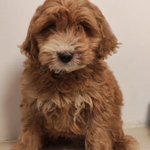 Roscoe Goldendoodle Roscoe Goldendoodle