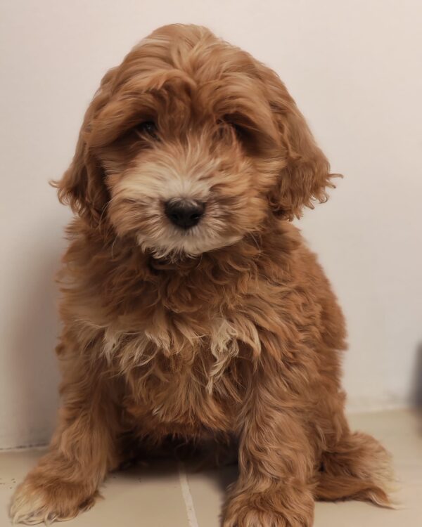 Roscoe Goldendoodle Roscoe Goldendoodle