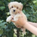 Rosie-female-Maltipoo-puppy-for-sale-1
