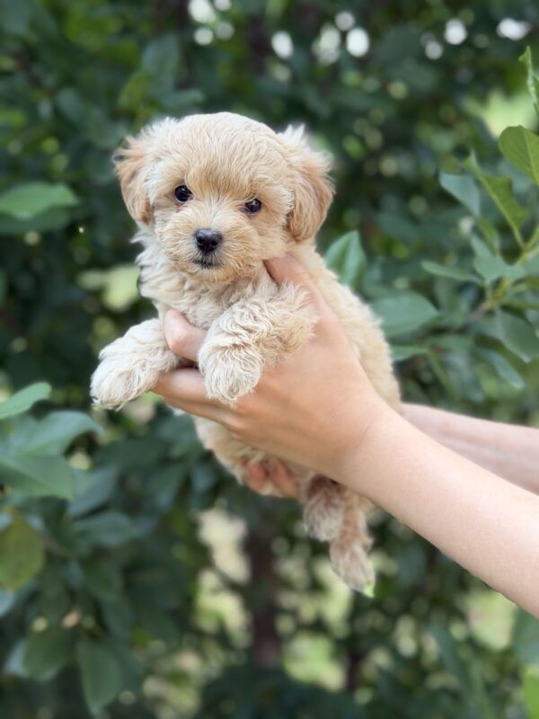 Rosie Maltipoo Rosie Maltipoo