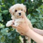 Rosie-female-Maltipoo-puppy-for-sale-2