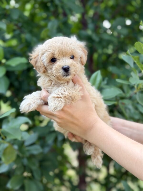 Rosie Maltipoo Rosie Maltipoo