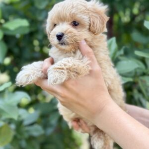 Rosie Maltipoo Rosie Maltipoo
