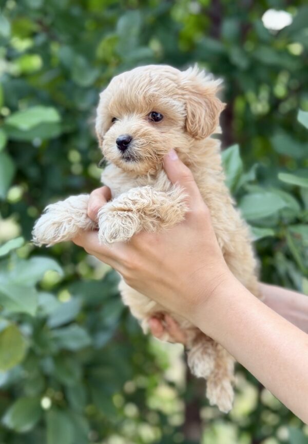 Rosie Maltipoo Rosie Maltipoo