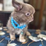 Royal-male-Chihuahua-puppy-for sale-1
