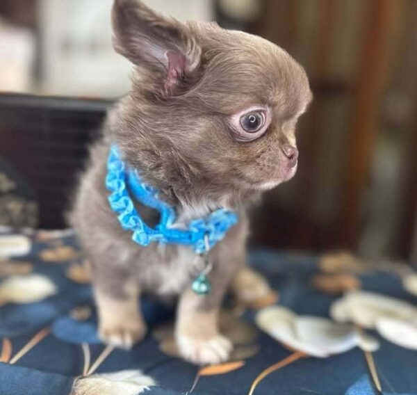 Royal Chihuahua Royal Chihuahua