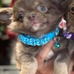 Royal-male-Chihuahua-puppy-for sale-2