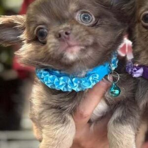 Royal Chihuahua Royal Chihuahua