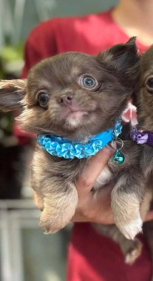 Royal Chihuahua Royal Chihuahua
