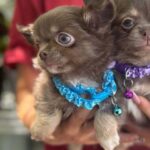 Royal-male-Chihuahua-puppy-for sale-3