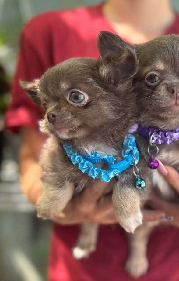 Royal Chihuahua Royal Chihuahua
