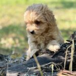 Ruby-female-Maltipoo-puppy-for-sale-1