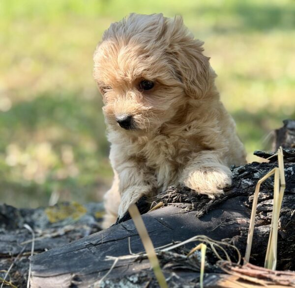 Ruby Maltipoo Ruby Maltipoo