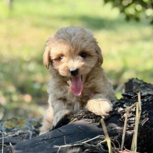 Ruby Maltipoo Ruby Maltipoo