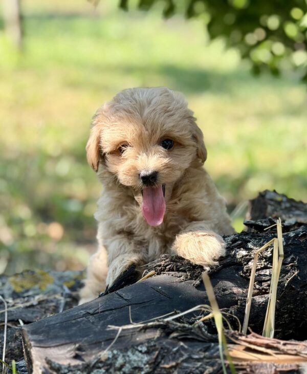 Ruby Maltipoo Ruby Maltipoo