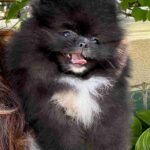 Saenna-female-Pomeranian-puppy-for-sale-1