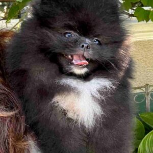 Saenna Pomeranian Saenna Pomeranian