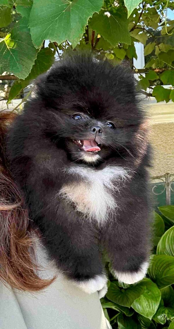 Saenna Pomeranian Saenna Pomeranian