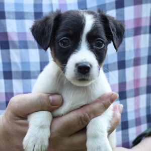 Same Jack Russell Terrier Same Jack Russell Terrier
