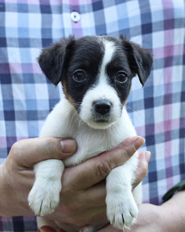 Same Jack Russell Terrier Same Jack Russell Terrier