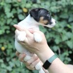 Same-male-JRT-puppy-for-sale-2