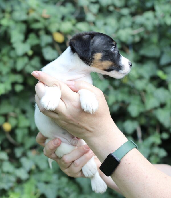 Same Jack Russell Terrier Same Jack Russell Terrier