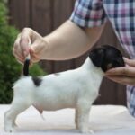 Same-male-JRT-puppy-for-sale-3