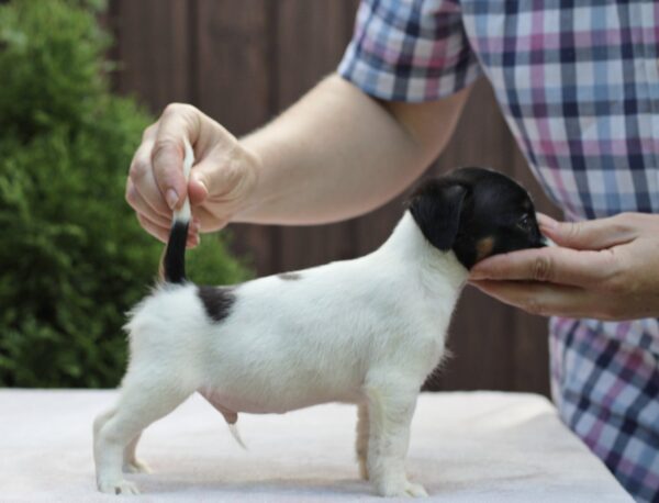 Same Jack Russell Terrier Same Jack Russell Terrier