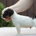 Same-male-JRT-puppy-for-sale-4
