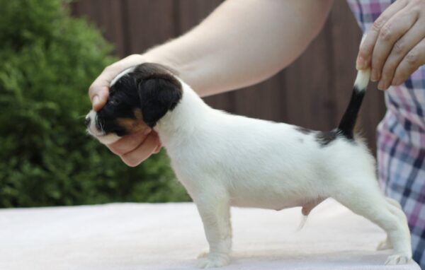 Same Jack Russell Terrier Same Jack Russell Terrier