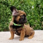 Samy-male-fluffe-french-bulldog-puppy-for-sale- (1)