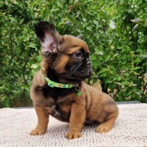 Samy Fluffy French Bulldog Samy Fluffy French Bulldog