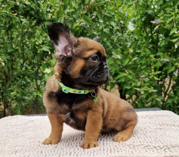 Samy Fluffy French Bulldog Samy Fluffy French Bulldog
