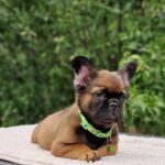 Samy-male-fluffe-french-bulldog-puppy-for-sale- (2)