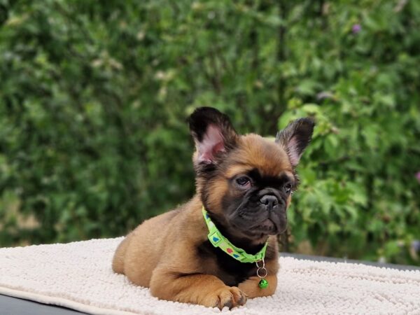 Samy Fluffy French Bulldog Samy Fluffy French Bulldog