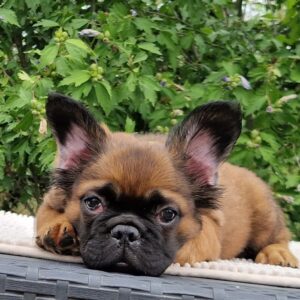 Samy Fluffy French Bulldog Samy Fluffy French Bulldog
