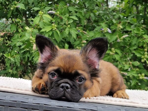Samy Fluffy French Bulldog Samy Fluffy French Bulldog