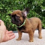 Samy-male-fluffe-french-bulldog-puppy-for-sale- (4)