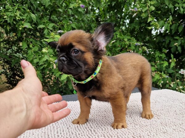 Samy Fluffy French Bulldog Samy Fluffy French Bulldog