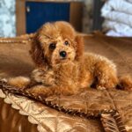 Sandra-female-Poodle-puppy-for-sale-2